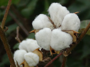 El algodón autóctono en Latinomérica