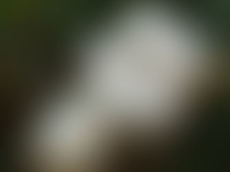 El algodón autóctono en Latinomérica