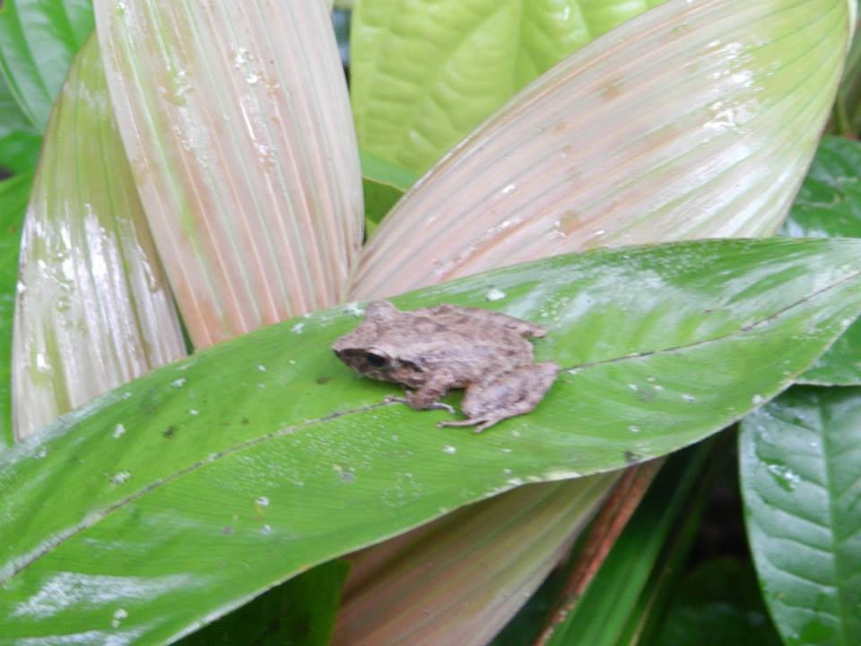 Pristimantis lanthanites