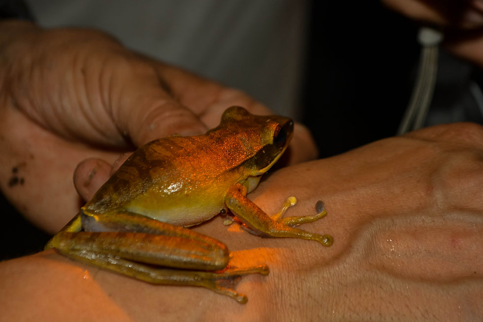 Hypsiboas lanciformis