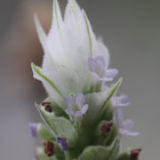 lavanda, lavender, lavandula