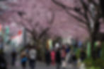 安行桜