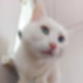 çankayakedioteli.webp