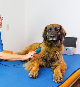Lasertherapie für Hunde in Dübendorf und Uster, Zürich