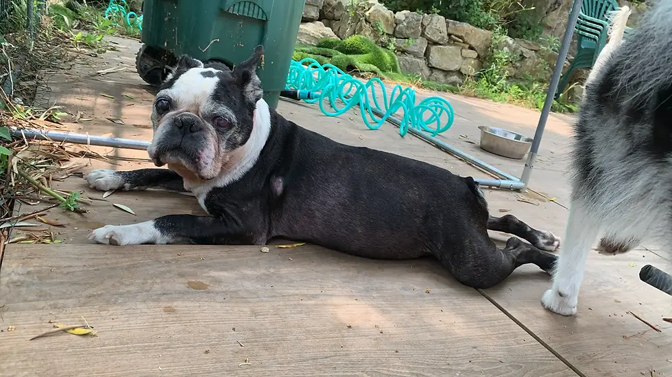 Harley