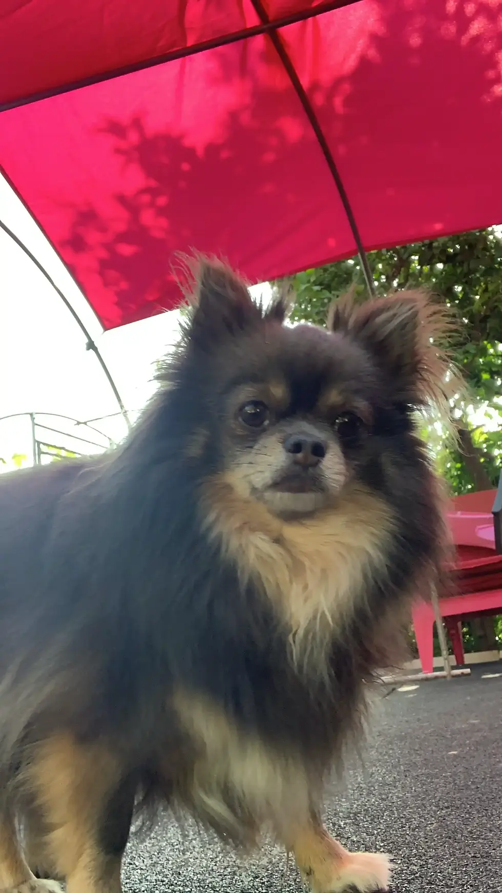 Koda