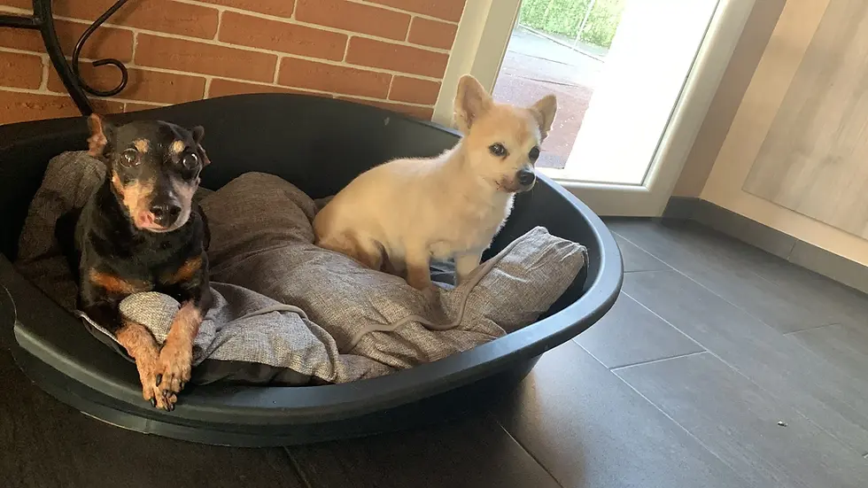 Sultan & Snoopy