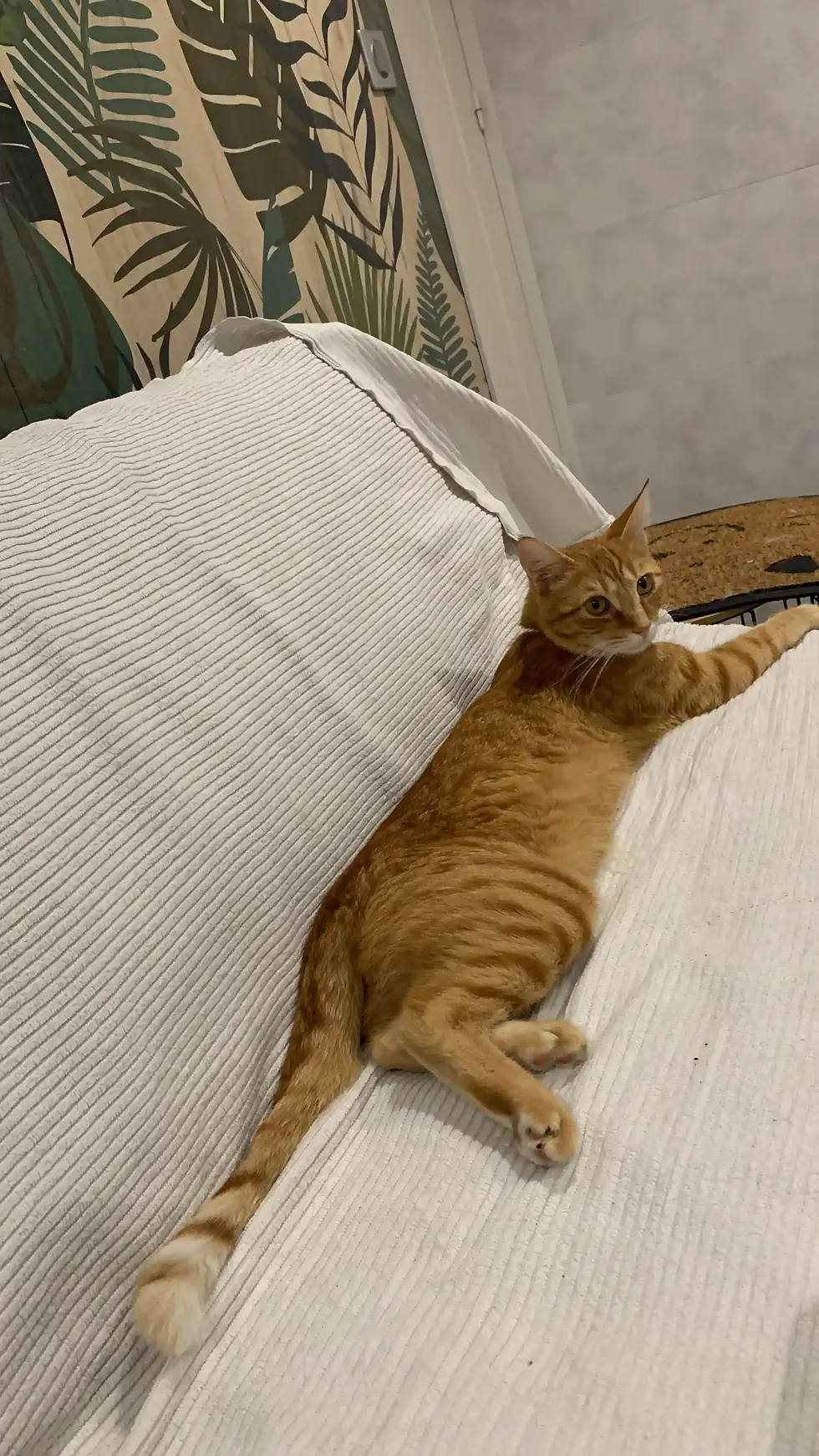 Nounouche