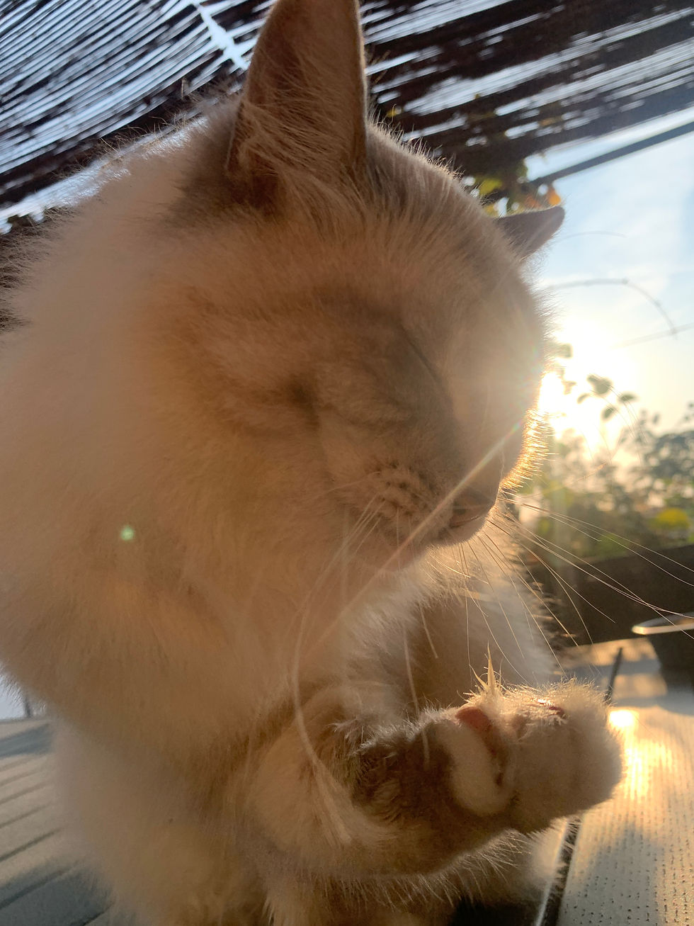 Percy