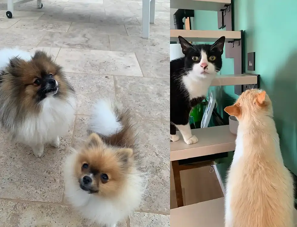 Uston, Vicky, Kawa & Olympe
