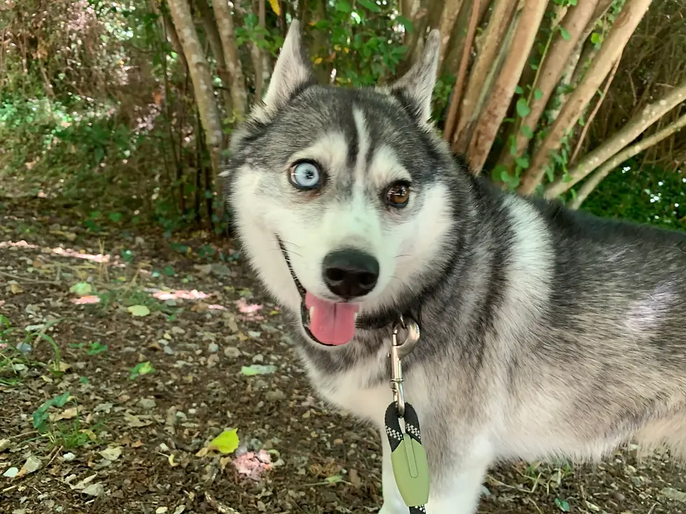 Arya
