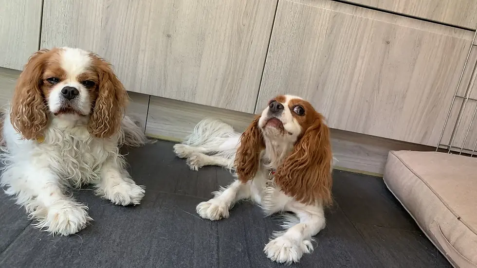 Jolly & Simone