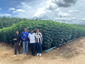 พาดูให้เห็นกับตา! แปลงมันอายุ 3 เดือน ตามแนวทาง อ.ประภาส งามขนาดนี้ทำยังไง?