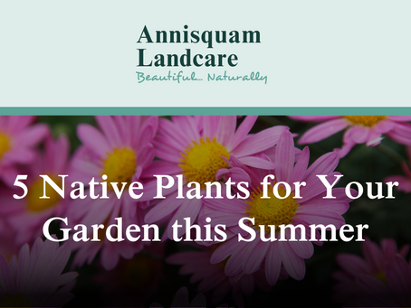 5 Native Plants for Your Garden this Summer