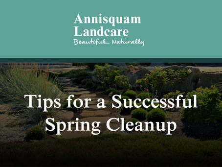 Tips for a Successful Spring Cleanup