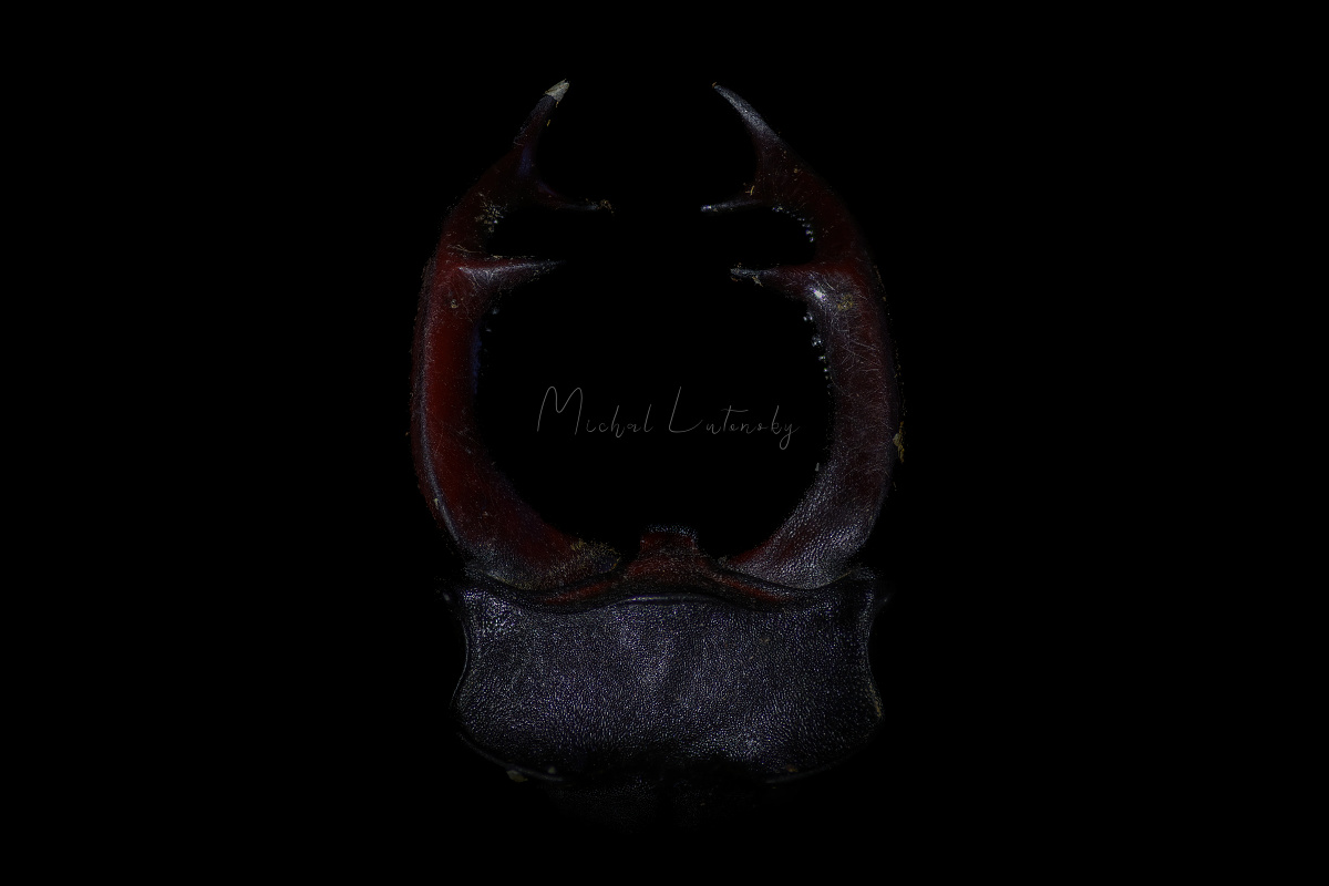 Roháč veľký
Lucanus cervus
Sigma 105mm f/2.8 dg
Canon R6 MK II