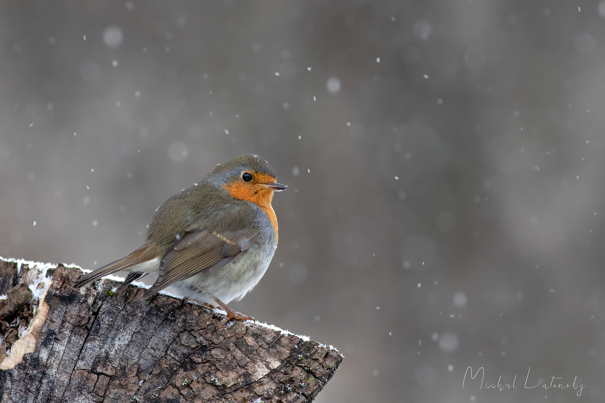 Erithacus rubecula
Červienka obyčajná
Canon 6D MK II
Canon 400mm f/5.6 L