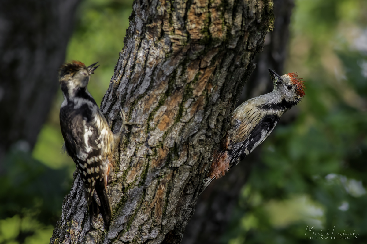 Ďateľ prostredný - Dendrocopos medius