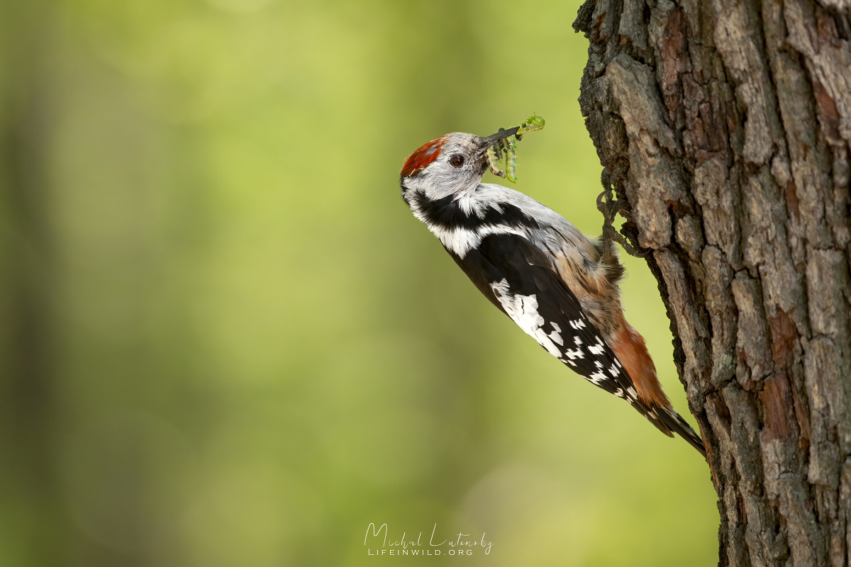 Ďateľ prostredný - Dendrocopos medius