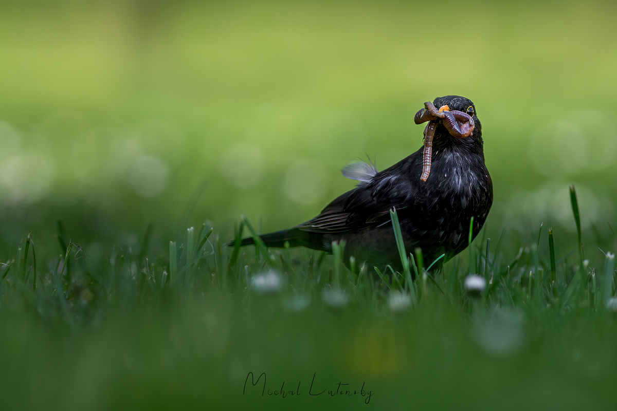 Canon 6D MK II
Canon 400mm f/5.6 L
Turdus merula
Drozd čierny
