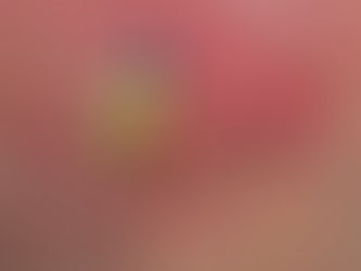 Sýkorka veľká - Parus major