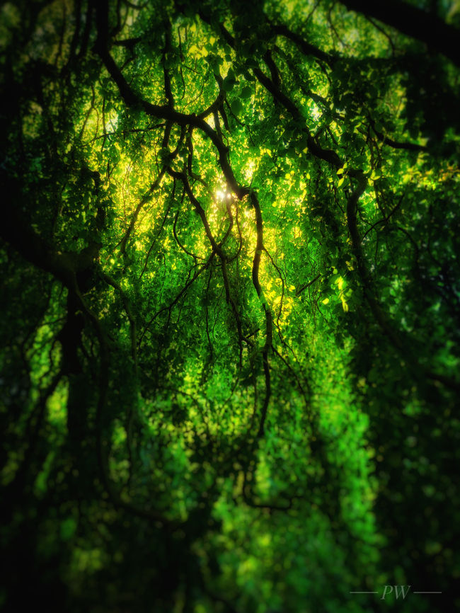 Highland Park New Jersey NJ Garden State Fine Art Photo Walk Nature Photograph Photography Photographer Art Gallery Museum Nature Landscape Environment Healing Lament Art Heals Sacred Beautiful Spiritual Beauty Meditation Blessing