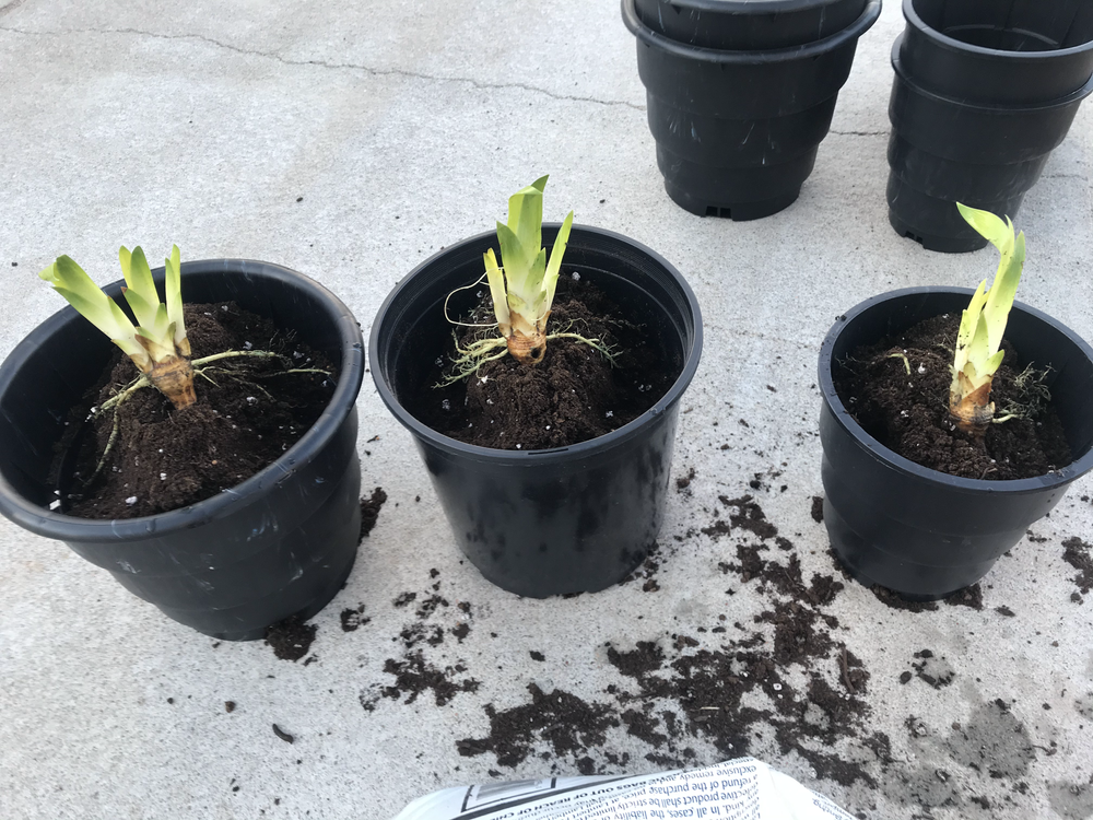 Grow Iris Rhizomes In Containers