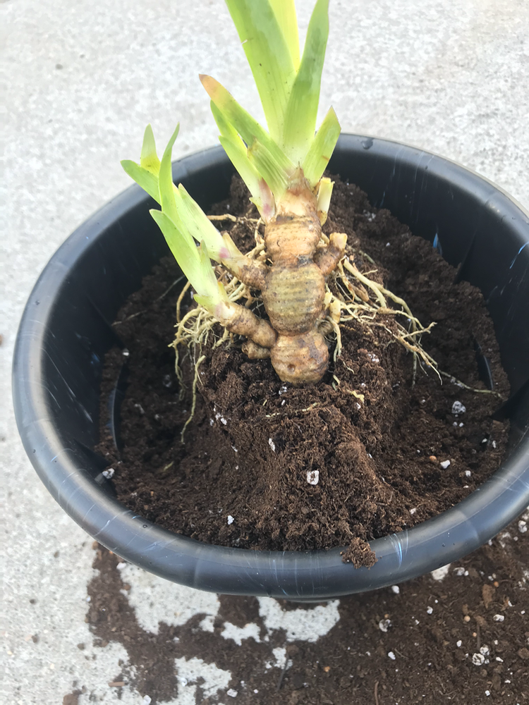 Grow Iris Rhizomes In Containers