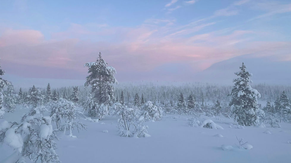 Snow-covered trees under a pink polar night sky in Finnish Lapland