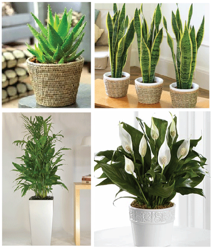 4 PRETTY AIR PURIFYING PLANTS