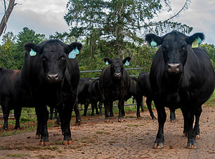 3Angus_perrin copy.jpeg