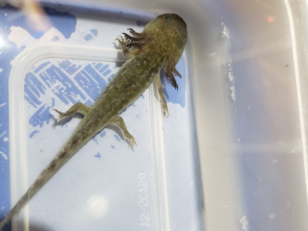 Thumbnail: Wild juvenile 