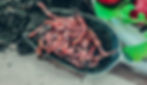 1 pound bag of Red Wiggler Worms