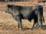 Holle Gelbvieh Bull