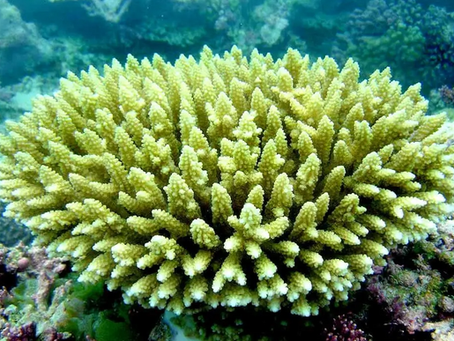 Nous avons adopté un corail prénommé Phil !