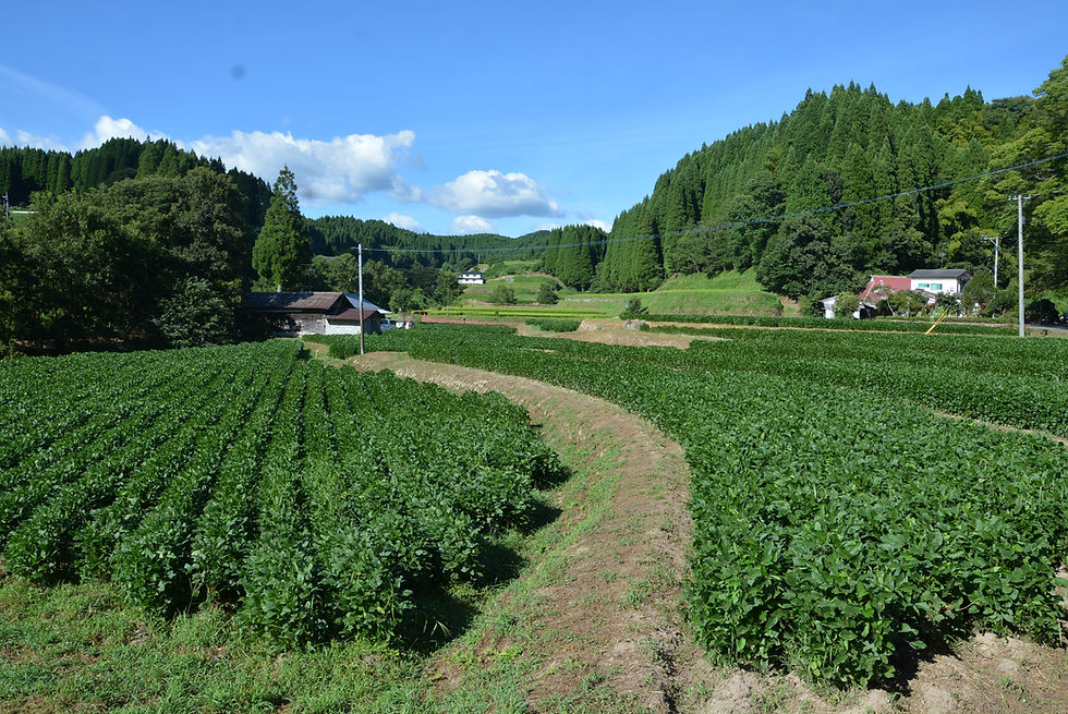 青空の下の大豆畑