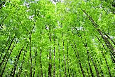 緑が茂っている森