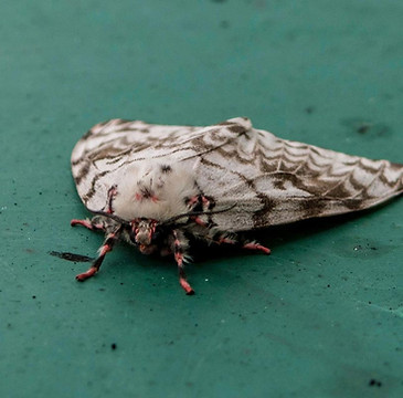 moths pantry pests