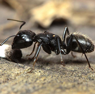 ant control