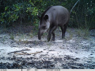 Perda de hábitat ameaça anta-brasileira na Mata Atlântica