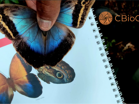 Monitoramento das Lepidópteras frugívoras no Parque Nacional da Serra da Bodoquena: a experiência no campo