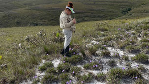 Abelhas e beija-flores impulsionam sucesso reprodutivo de plantas-símbolo dos campos rupestres