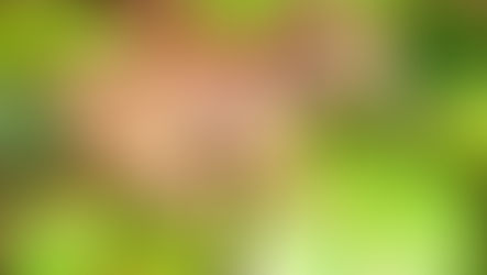 Estudo inédito revela que conexão entre florestas e rios fortalece microbioma de anfíbios e os protege contra fungo letal