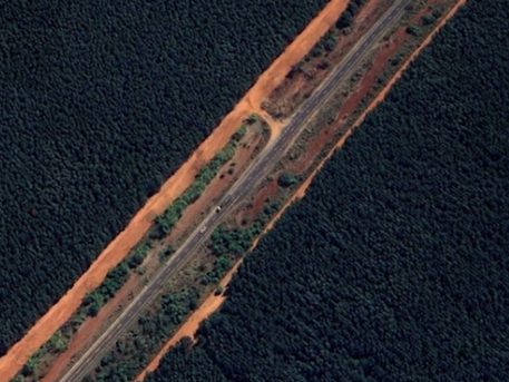 The vegetation potential of road margins for the preservation of Cerrado biodiversity
