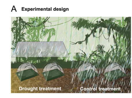 Estudo que simula condições climáticas revela que a seca pode reduzir fungo mortal em anfíbios, mas aumenta risco de infecção