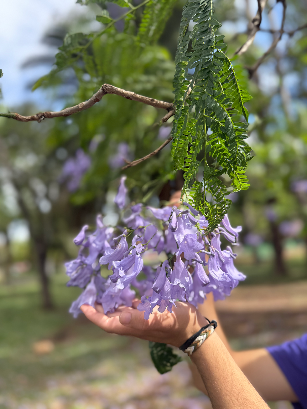 Cidade Azul: floração do jacarandá encanta visitantes no Parque do Ibirapuera