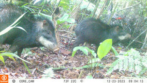 Estudo na Mata Atlântica revela que mamíferos moldam a fertilidade do solo nas florestas