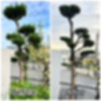 マキの木剪定/大村市