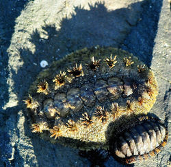 Acanthochiton garnoti (spiny chiton) & Ischnochiton oniscus (dwarf chiton)