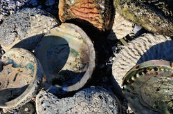 Haliotis midae (perlemoen)